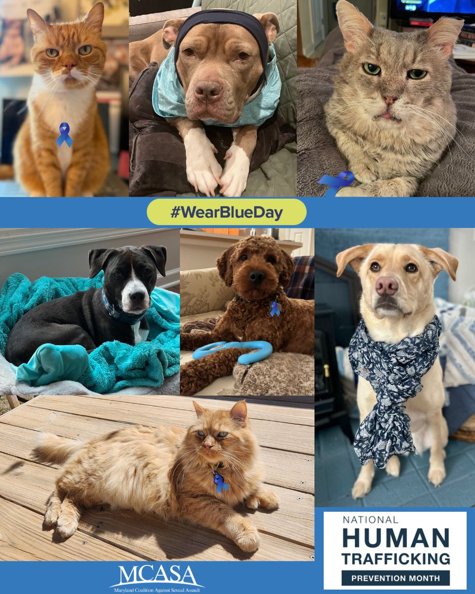 SALI Legal Institute tweet media