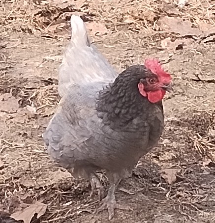 kri28726's tweet image. @badrechicken this is the greedy gobbler, the most aggressive chicken I've ever met 

they aren't harmful or anything but will do virtually anything for apples, there is no "giving the other hens a turn" there is no "I'm full", there is only the sound of tearing apples