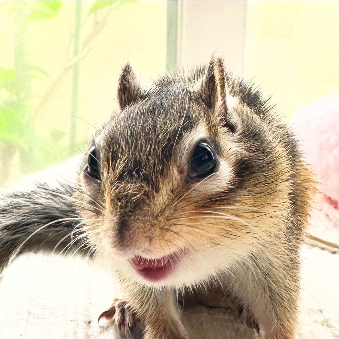 sqrlhongjoong's tweet image. #홍중