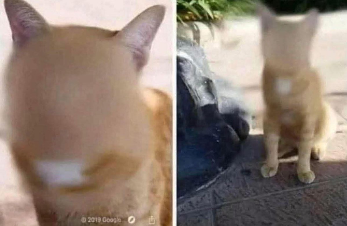 TranslatedCats's tweet image. Thank you for safeguarding the identity of the cat Google Maps.