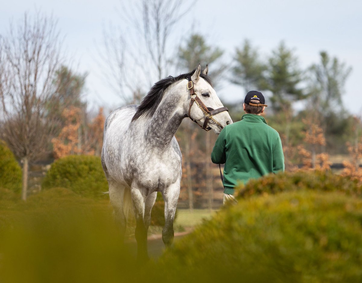 LanesEndFarms's tweet photo. It’s been a busy Open House for the stallions! Tomorrow is the final day, 10am-1pm. https://t.co/pkDtsKMvqX