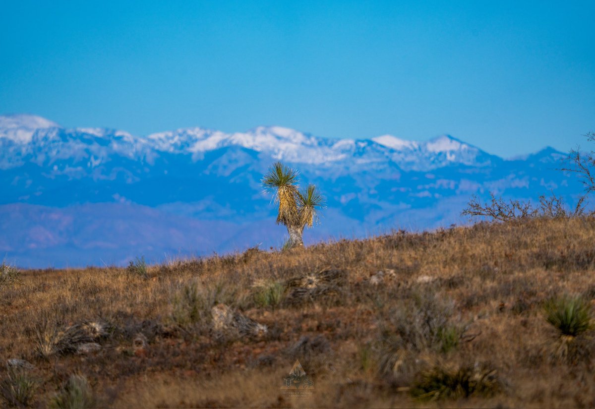 GGerardox2's tweet photo. Luz fría sobre el desierto, texturas duras, atmósfera limpia y al fondo, la sierra nevada. Así se vive el invierno en el norte de SONORA🌵❤️ https://t.co/PxfIvH0yGA