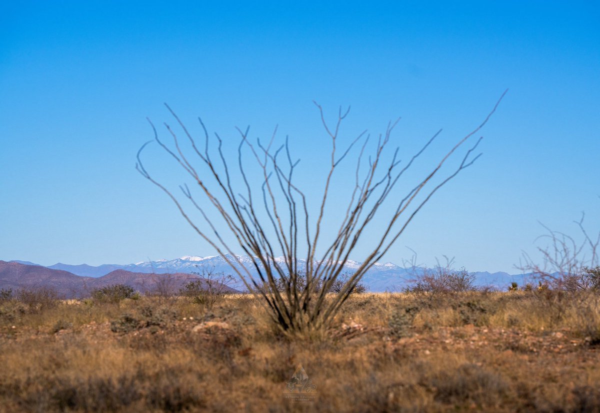 Luz fría sobre el desierto, texturas duras, atmósfera limpia y al fondo, la sierra nevada. Así se vive el invierno en el norte de SONORA🌵❤️