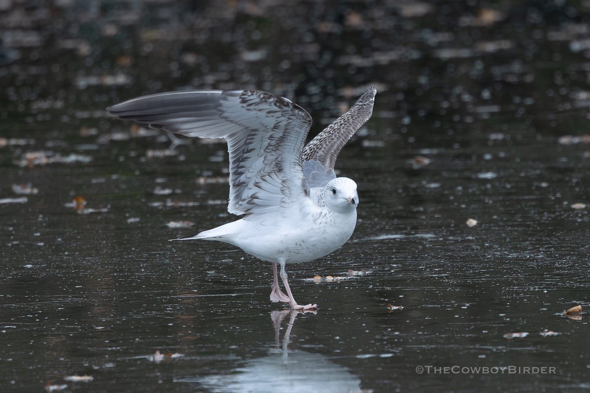 As 1st-winters Russian Common Gulls ssp heinei go…this is as close as I’ve come! A darker trailing edge to the underwing would have been nice but in every other feature it looks good for this age group - Wanstead Flats at the weekend #londonbirds
