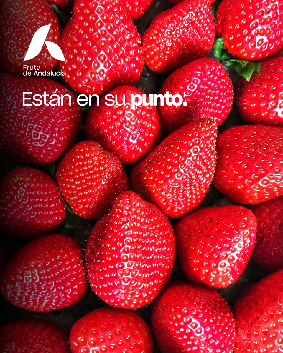 🍓 Están en su punto. Enero ya nos deja fresas excepcionales: color intenso, brillo natural y sabor desde el primer bocado. Cultivadas en Huelva, con origen España, las fresas de FRUTA DE ANDALUCÍA reflejan unas condiciones únicas que marcan la diferencia.