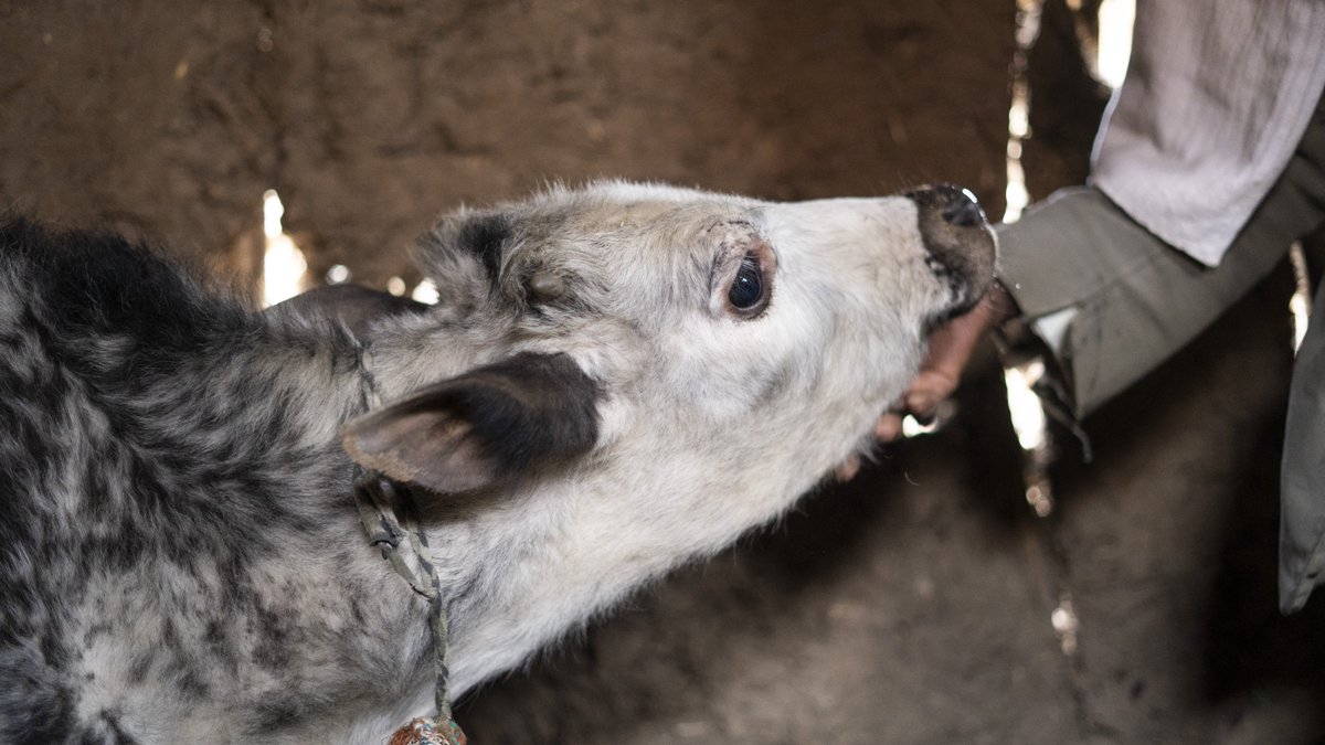 ProjectMercy's tweet image. Sunday was #NationalMilkDay, the anniversary of the first milk delivery in the US. Our Dairy Cattle Breeding Program ensures milk for thousands of families in rural #Ethiopia. You can support our dairy efforts in honor of National Milk Day at projectmercy.org/give-now