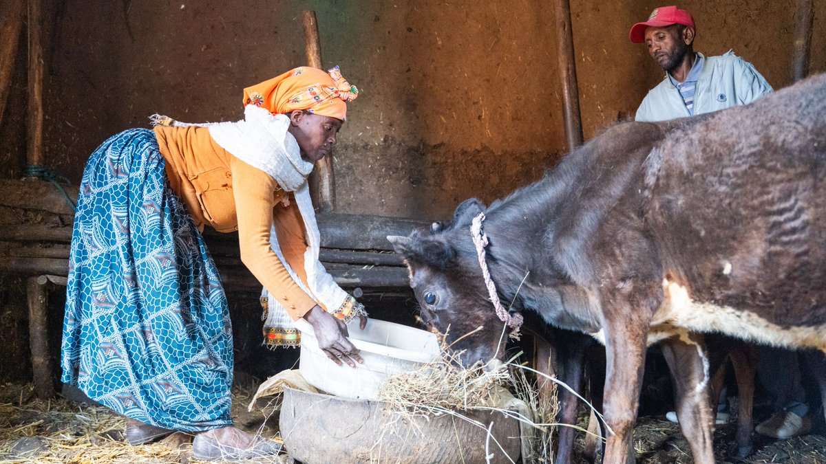 ProjectMercy's tweet image. Sunday was #NationalMilkDay, the anniversary of the first milk delivery in the US. Our Dairy Cattle Breeding Program ensures milk for thousands of families in rural #Ethiopia. You can support our dairy efforts in honor of National Milk Day at projectmercy.org/give-now