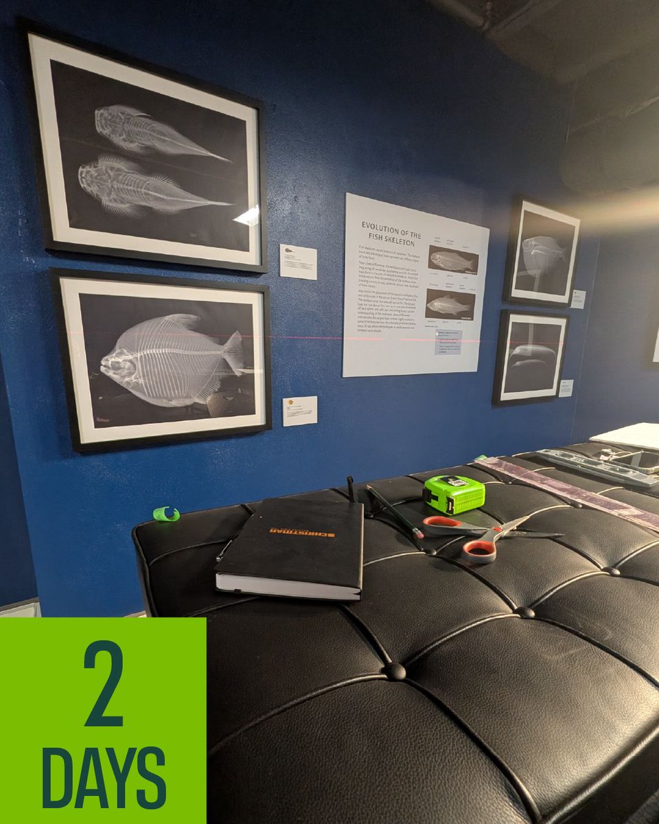 MSUMuseum's tweet photo. Tomorrow is our reopening! In addition to "Blurred Realities" in the Main Gallery,  the Museum is full of new exhibitions like "X-Ray Vision: Fish Inside Out," a @sitesExhibits exhibition showcasing dramatic digital X-ray images of fish skeletons. (Seen here behind-the-scenes) https://t.co/ZjEEvFF7JU