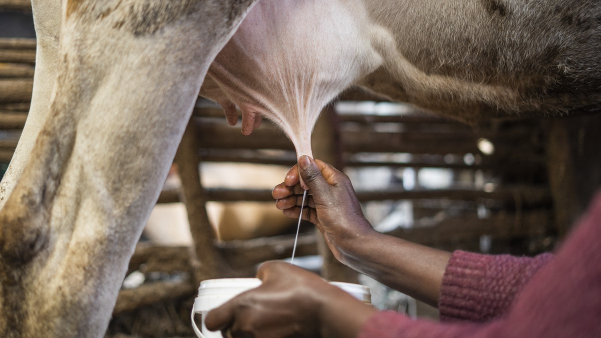 ProjectMercy's tweet image. Sunday was #NationalMilkDay, the anniversary of the first milk delivery in the US. Our Dairy Cattle Breeding Program ensures milk for thousands of families in rural #Ethiopia. You can support our dairy efforts in honor of National Milk Day at projectmercy.org/give-now