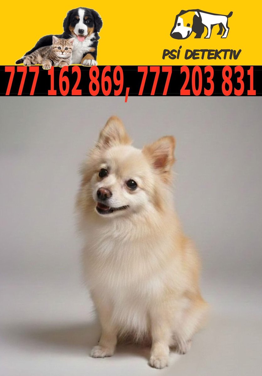 📍 HLEDÁ SE KARA!!!

Teplice – Vrázova a okolí.
6letá fenka pomeraniana, ~5 kg, bez obojku, čipovaná.
Bojácná, ale klidný přístup → odchytitelná.

📞 777 162 869 | 777 203 831
📧 pesnejvernejsipritel@seznam.cz
1url.cz/nJAa6

#HLEDÁSEKARA #ZtracenPes #Teplice #Pomáháme