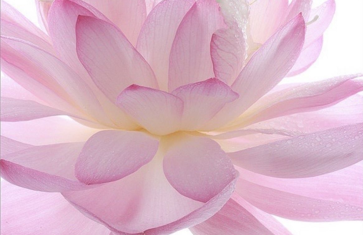 1coolgirlie's tweet image. ◌⠀̣𐬹🪽 ̥°̩̥˚̩̩̥°̩̥˙ॱᐧ.˳˳.⋅ॱ🪷ི◌ུ ུ🫧𓈒 ༺