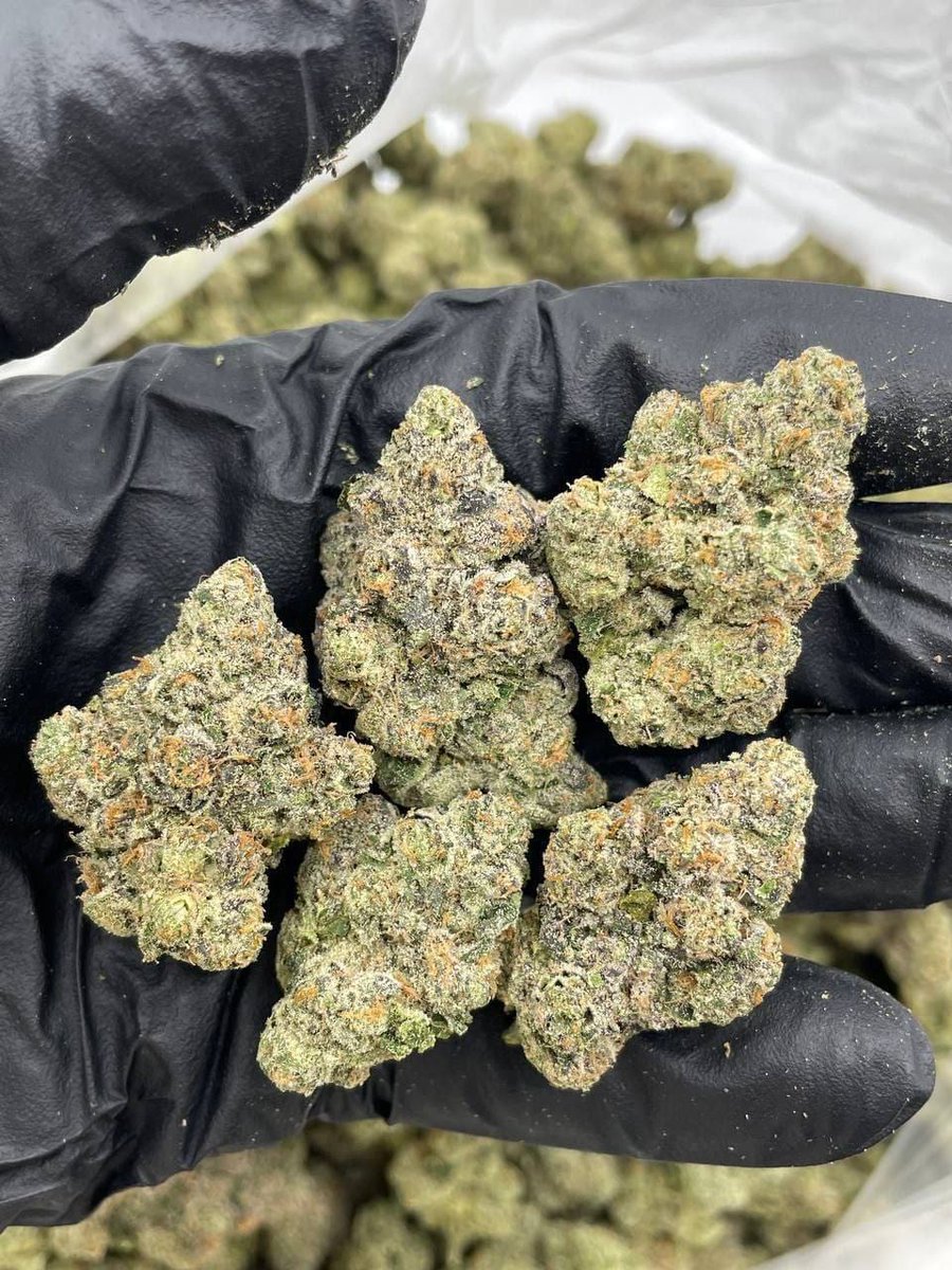 smackinplug's tweet image. TAPIN 📥
Weed Malé Weed Hulhumalé Weed Addu City Weed Fuvahmulah
Weed Thinadhoo Weed Kulhudhuffushi Weed Naifaru Weed Dhidhdhoo Weed Gan Weed Maafushi Weed Ukulhas Weed Rasdhoo Weed Thulusdhoo Weed Dhangethi Weed Mahibadhoo Weed Dhigurah Weed Omadhoo Weed Feridhoo Weed Himandhoo