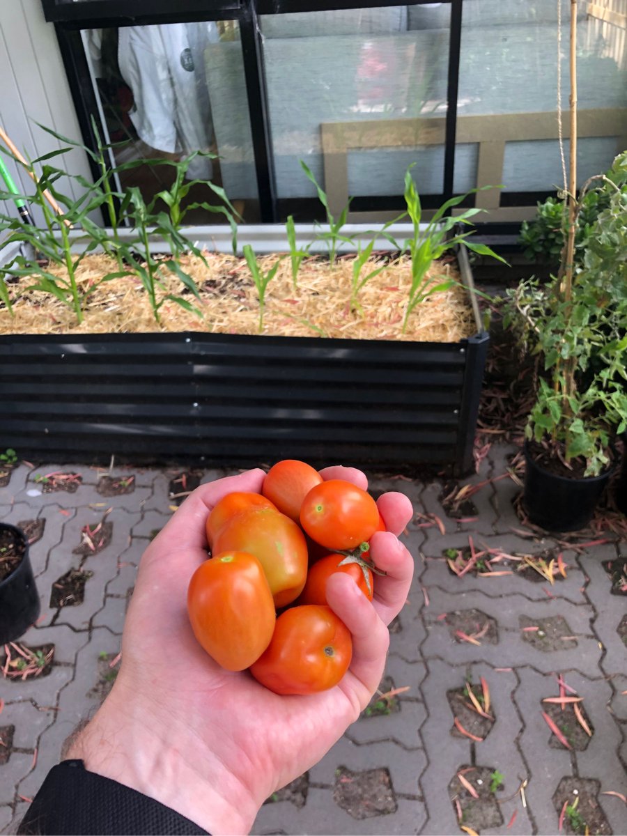 Max Randall @combatarcade.bsky.app tweet media