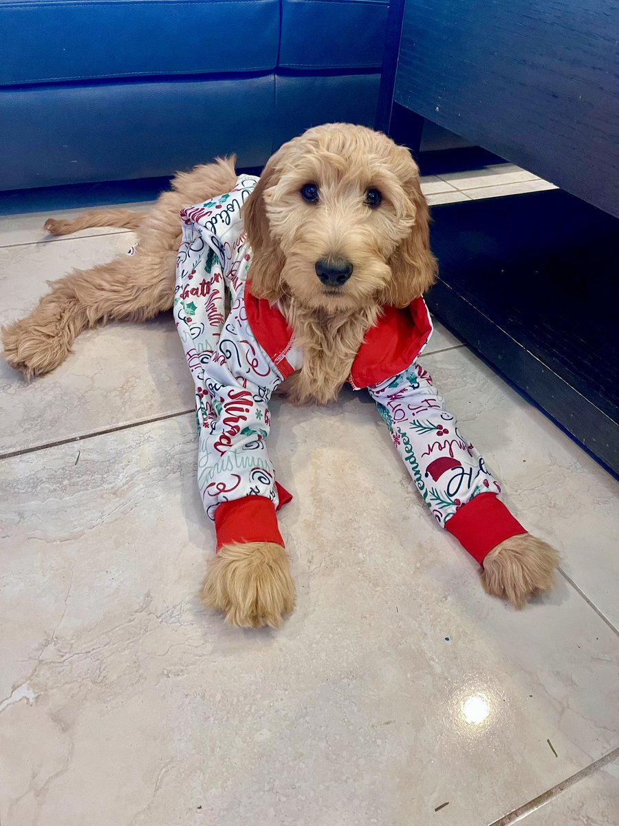 OscarTherapyDog's tweet image. Donut is living his best life. He is one of the pups donated by my foundation and is from @mosscreekgoldendoodles   Going to meet up with him this weekend and start his journey to become a therapy dog for some very special people. #firstresponderspack #goldendoodle #bestlife