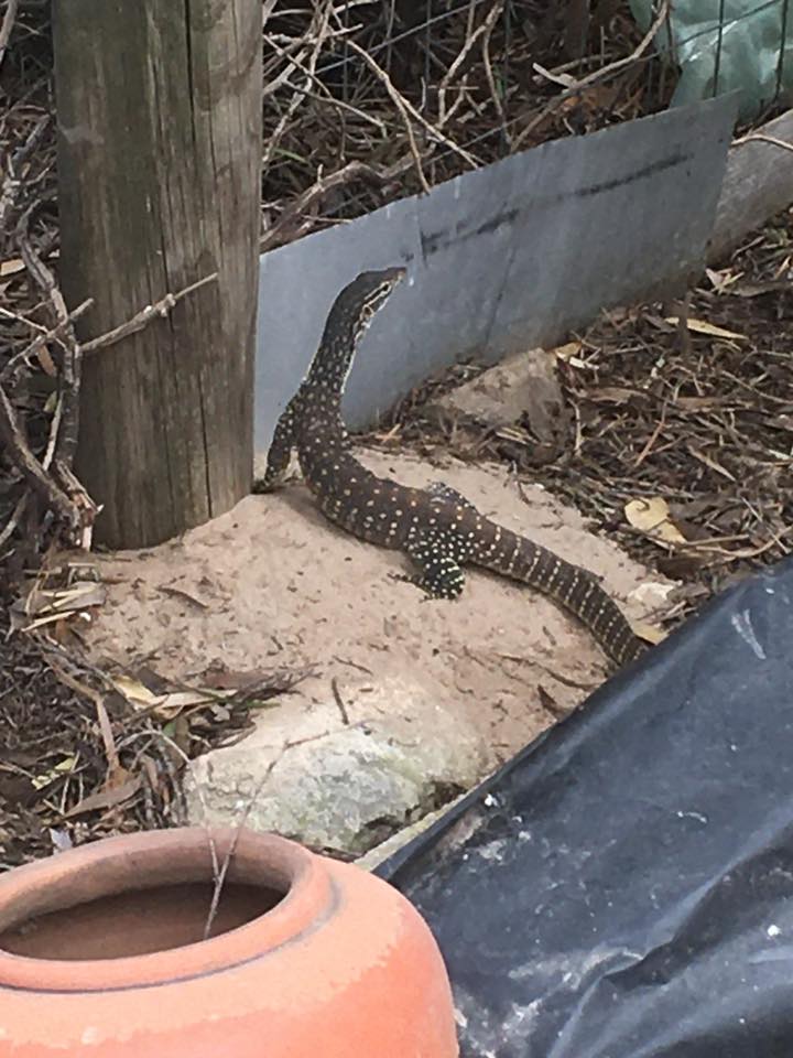 We got a curious Water Monitor looking for one thing always: FOOOOD🦞🥫🍢😋