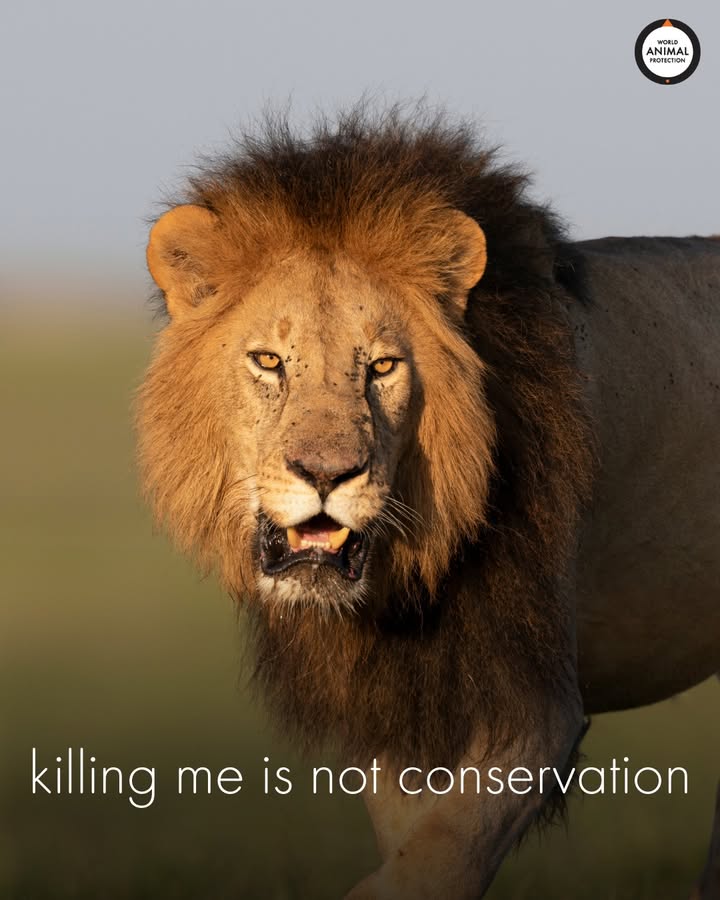 MoveTheWorldUS's tweet image. Killing animals will never be conservation. Period.