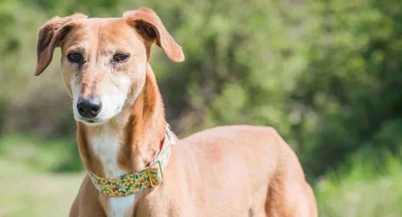 Gentle, sweet &amp; longing for a family — that’s Mr. Fox 💛. This lovely dog deserves a chance to show his heart &amp; loyalty. With a forever home, Mr. Fox will truly shine! Spread the word and help find him one 🐾 #Adopt #rehomehour