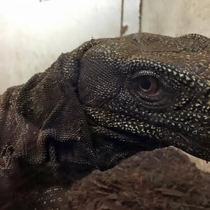 How my Black Dragons eye me every morning when I got chicken in a bucket #sideeye #watermonitor #blackdragon