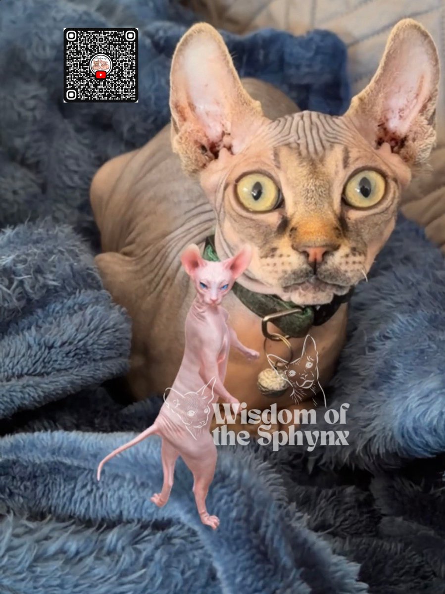 SphynxWisdom's tweet photo. Sphynx kitten meets a dancing Sphynx 😻💃🐾

Baby G has NO idea what’s happening 😹

Watch 👉 https://t.co/gGbj7CdS5Q

Dancing Sphynx videos never miss 🤪👇
#Sphynx #SphynxCat #FunnyCats #CatShorts https://t.co/PMKlK4mvU4