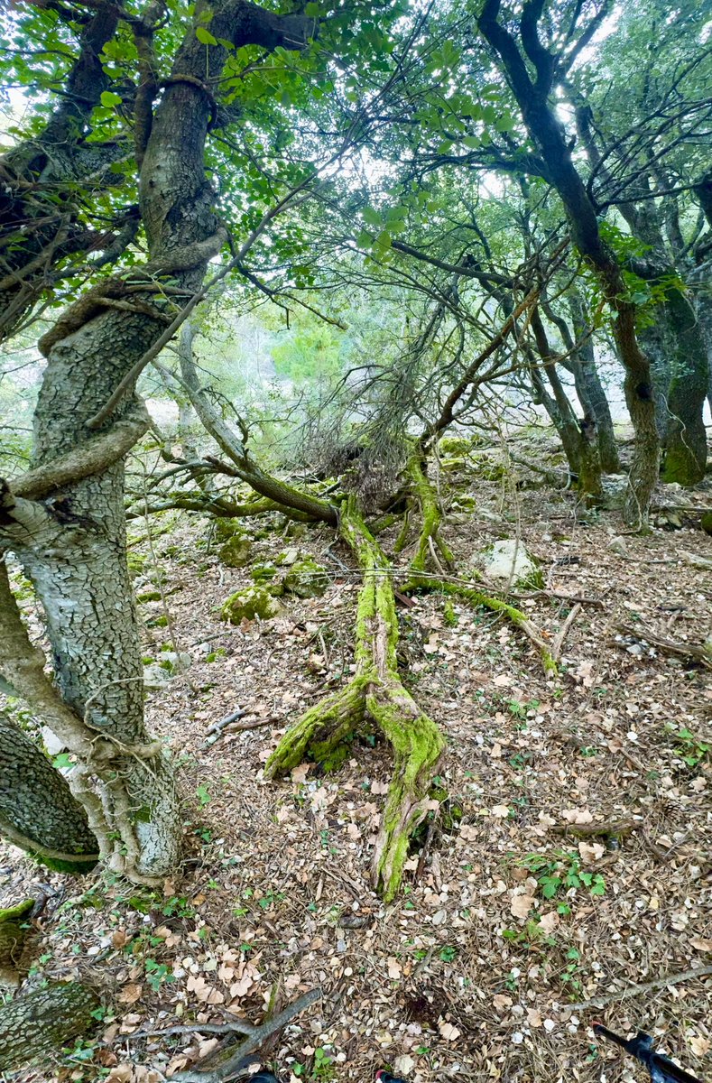 Arrels que no demanen permís en una aposta per tot al verd.
✅
La natura també sap contar històries estranyes, belles i una mica salvatges. 
🌿
De vegades, només cal mirar bé.
💚
—
#green #nature #forest #Penyagolosa