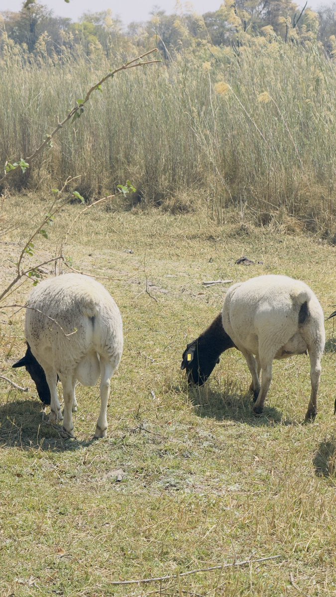 This year i am breaking my own record on my Goats and Sheep 😎