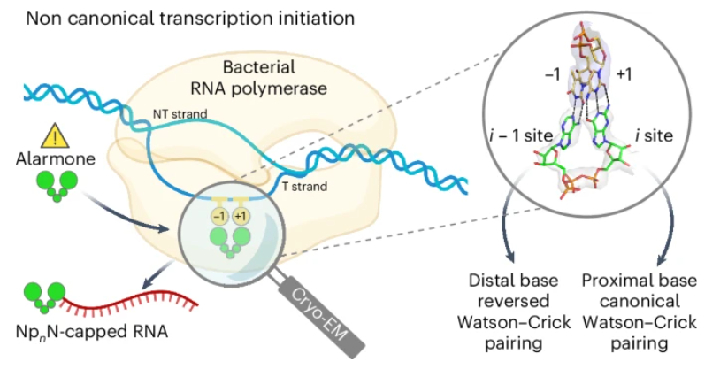 nchembio's tweet photo. RNA capped with dinucleoside polyphosphates has been recently discovered in bacteria and eukaryotes. A new paper provides a structural explanation of how dinucleoside polyphosphates initiate RNA transcription

https://t.co/av8nmdujQG https://t.co/jgew64xqb0
