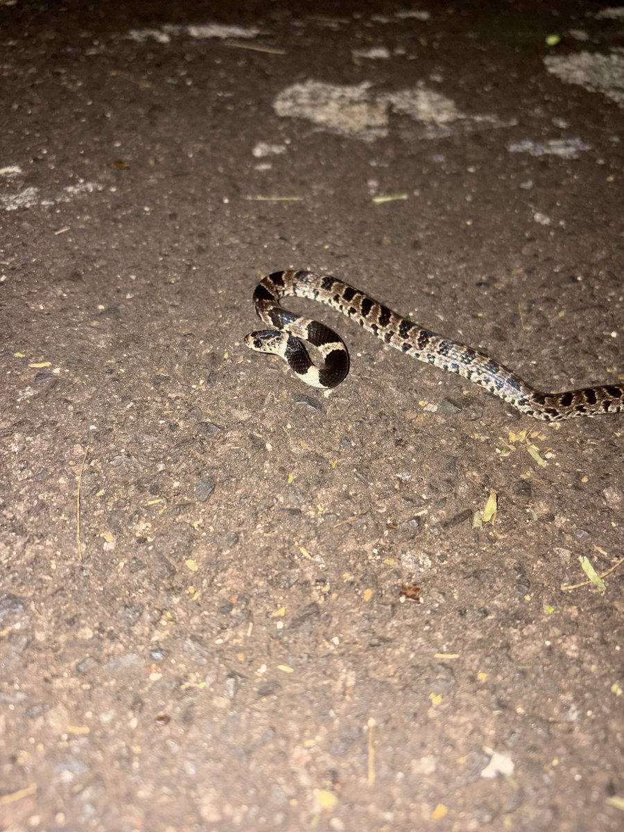 parqueguasupy's tweet photo. Una culebrita nocturna 💚

La ñanduriré (Dipsas turgida) es una culebra inofensiva de hábitos nocturnos, común en Paraguay y regiones cercanas, que se confunde erróneamente con víboras venenosas .
Si la ves , no la molestes y déjala seguir su camino 🙏🏻🙏🏻 https://t.co/lU07LI2cP6