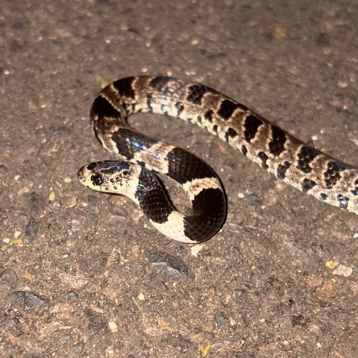 parqueguasupy's tweet photo. Una culebrita nocturna 💚

La ñanduriré (Dipsas turgida) es una culebra inofensiva de hábitos nocturnos, común en Paraguay y regiones cercanas, que se confunde erróneamente con víboras venenosas .
Si la ves , no la molestes y déjala seguir su camino 🙏🏻🙏🏻 https://t.co/lU07LI2cP6