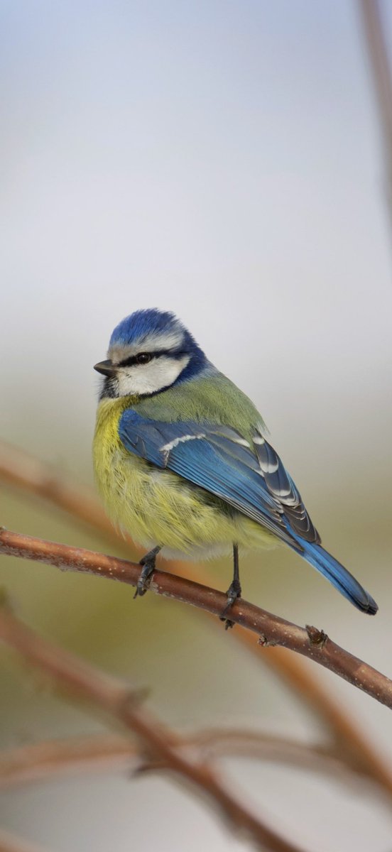 birddetectiveTR's tweet image. Yeryüzünün birçok yerini gördüm. Gene her gördüğümde aşırı mutlu olduğum kuşlardan biridir Mavi Baştankara. Üstelik bütün şehirlerimizde olan bir kuş türü 💚