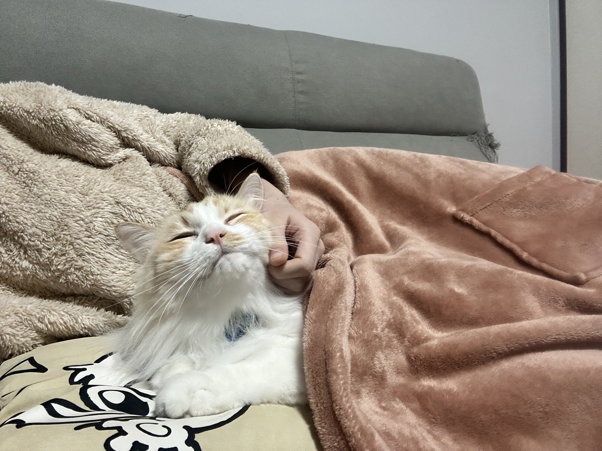 喋り終わったならちゃんと撫でろって凸られて今ブランケットの中に侵入して足枕でくつろいでる
そして主は身動き取れずソファで寝落ちするからやめて欲しい🫩←