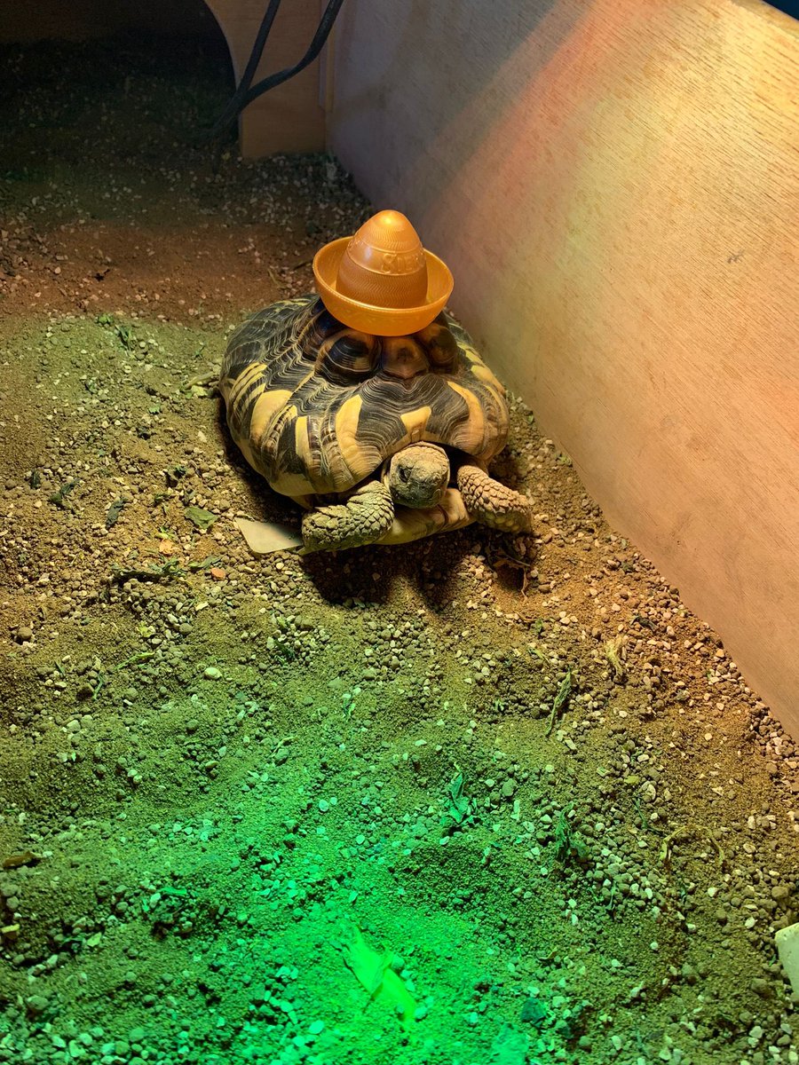 Will Ricketts 💙 🕊️ tweet media