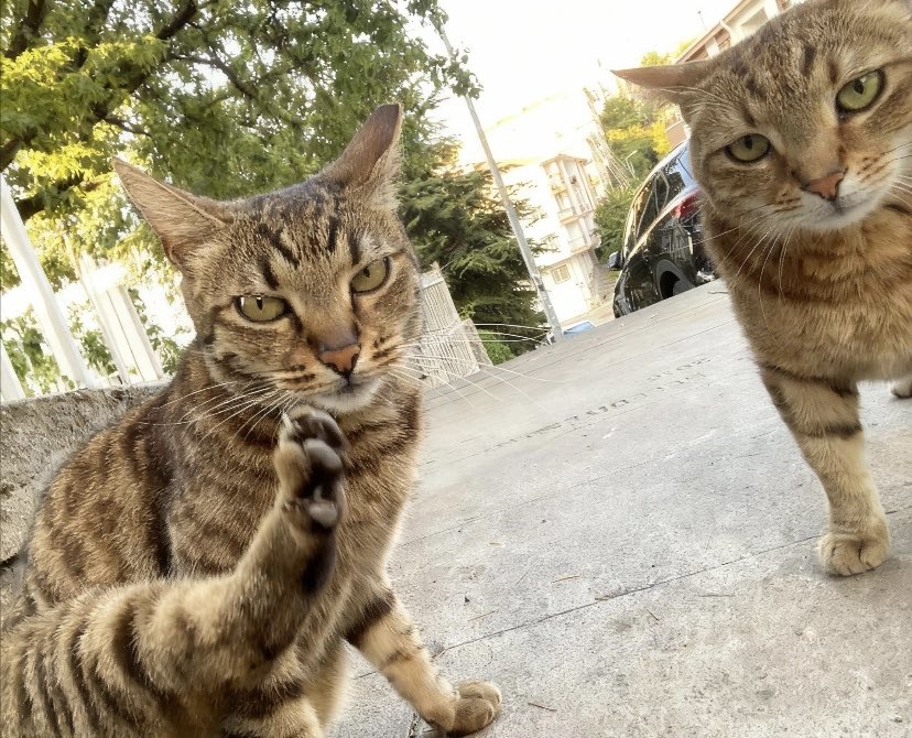 MYBUGAMES's tweet image. Today we wrapped up our general assembly meeting for the game...  

These two just approved our game.  
High-five accepted.  

Coming soon...  

Are you in?  

Show us your cat's verdict – pics! 🐾