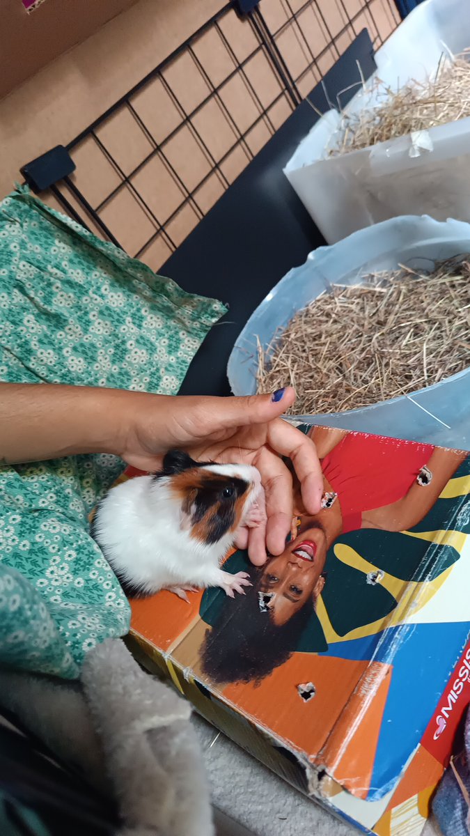 PiercingEmPo's tweet image. peguei um porquinho da índia pro meu porquinho da índia