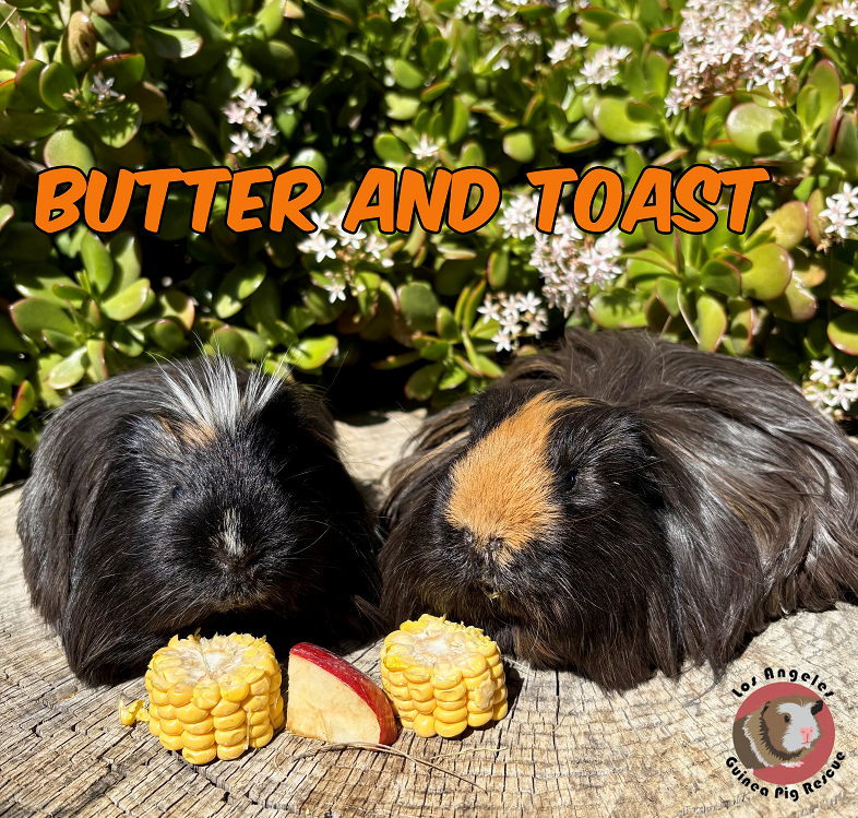 Meet our Pigs of the Day Butter and Toast!

Butter and Toast are from our huge original 
NorCal 700 rescue from back in 2021. They are two of the only NorCal pigs left at LAGPR from that massive rescue. . They are both about seven years old.

While Butter has arthritis (managed