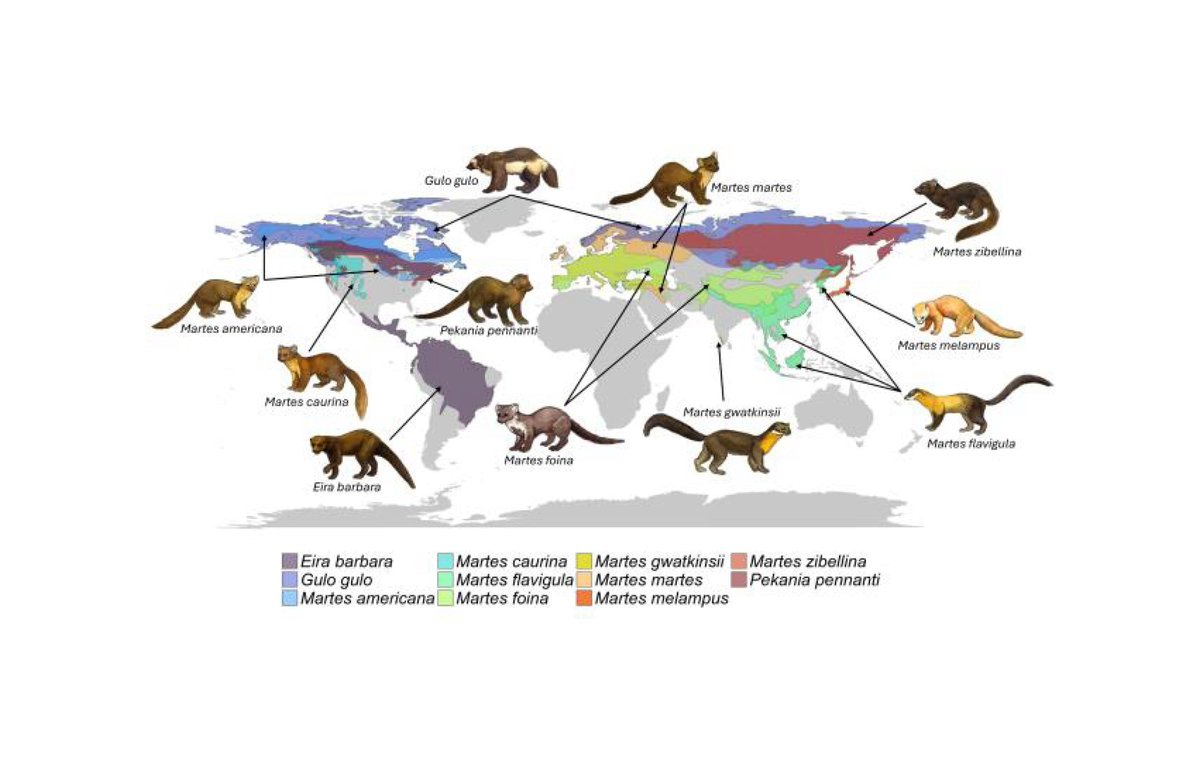 MartesGroup's tweet photo. Did you know there are 11 martes species globally?

New research highlights the threats and solutions to their future conservation success @stacksjournal

https://t.co/JG5iqDrS5N https://t.co/PM3D7u10TP