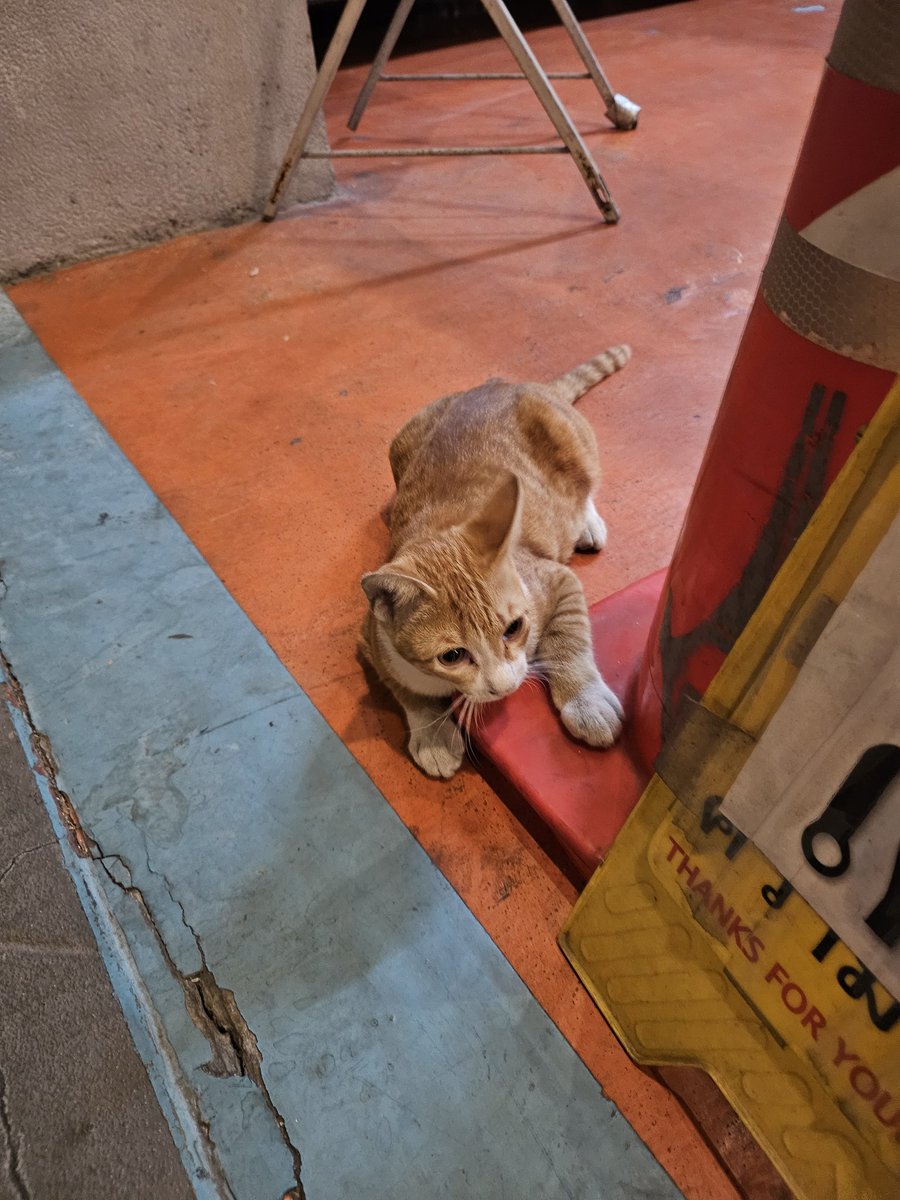 バンコク行った時に
いた猫🐈️

どこの国も共通で動物は
可愛いし、言葉の壁があっても
ある程度気持ちは伝わったりする‼️

仕事においてもそーゆー場面って
あったりするよね～

思い出シリーズの写真📸