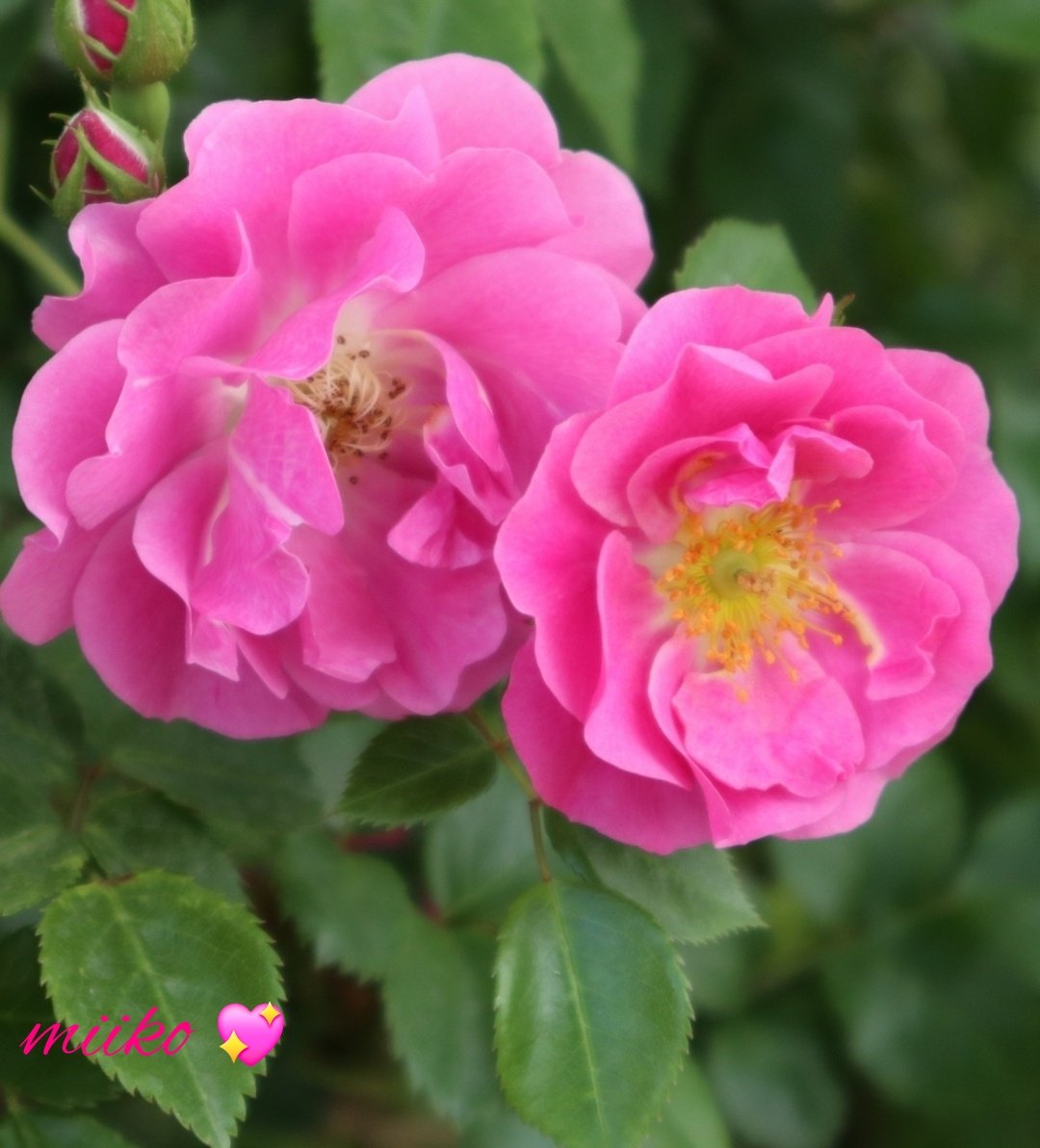 ヨッシー (@AOGSDkw5Qmr1X51) / Posts / X