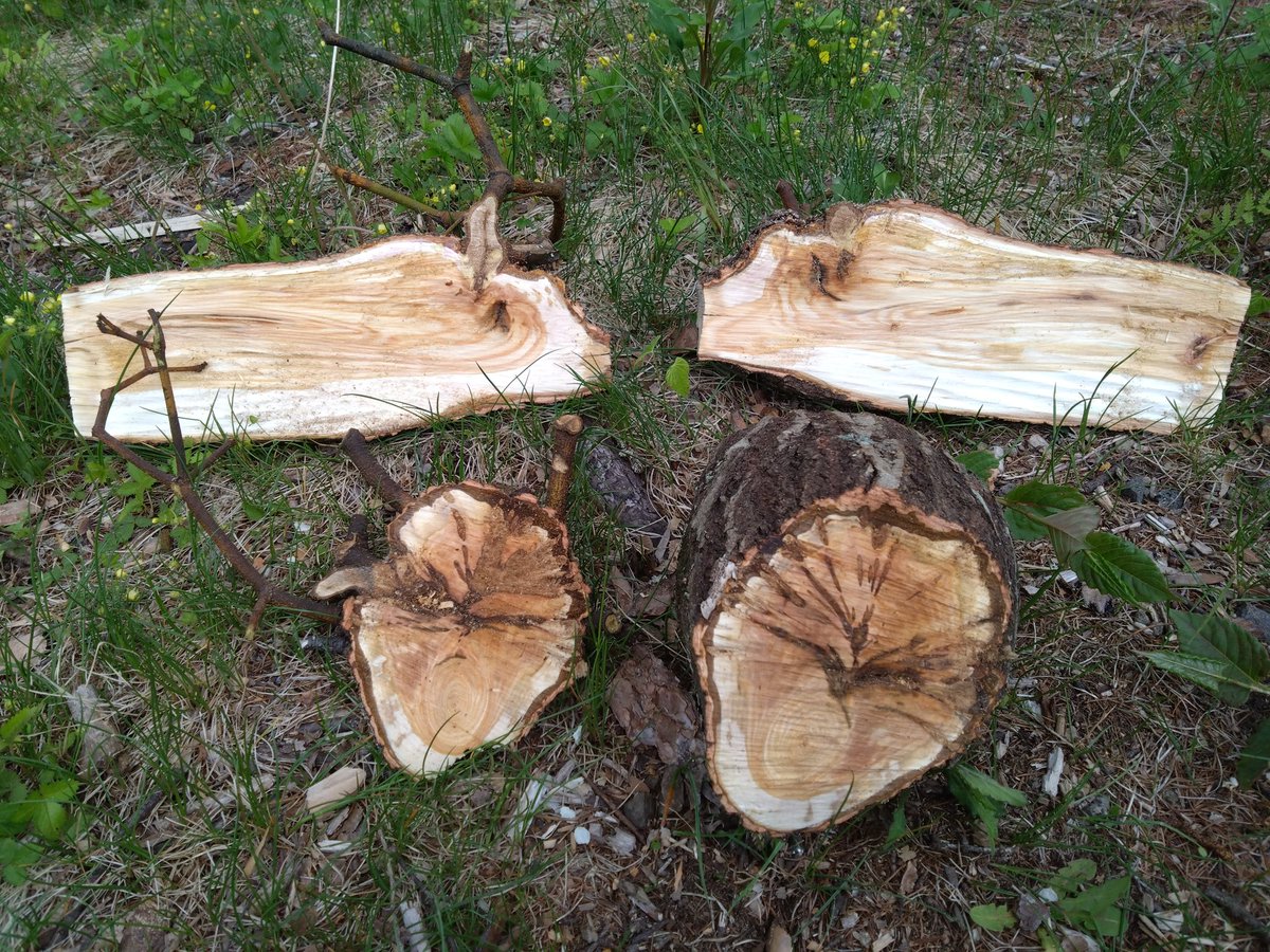 ヤドリギに寄生された枝を縦切り（上）、そして輪切り（下）にしてみた。