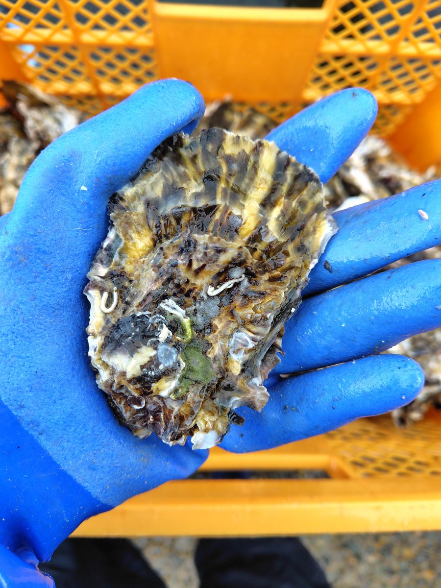 おはようございます🎵

雲が優勢の空模様になりそうですね☁

昨日は少量ですが棚へ行き牡蠣をとってきました！
昨年よりも生育もよく良い牡蠣に育ってきてます🦪

来週から返礼品の出荷も控えいて本格的な牡蠣シーズンに入りそうです✨

素敵な水曜日を😀
#おは戦80114🌊XA