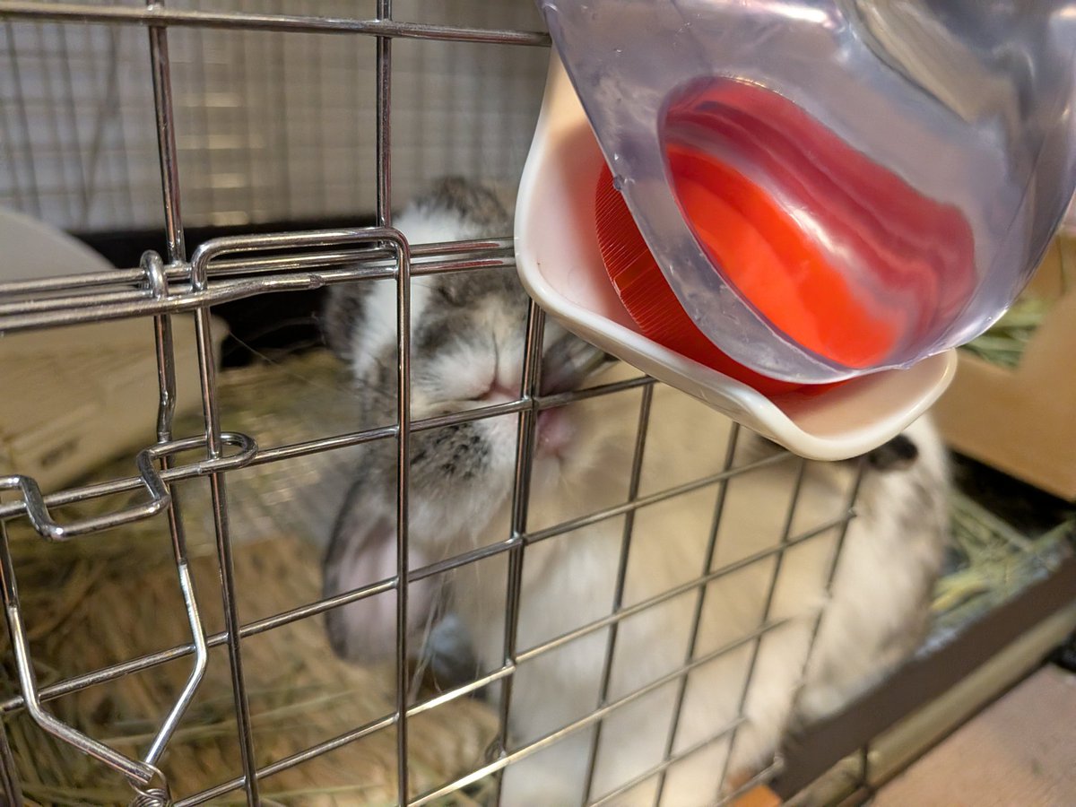 もも♀🍑@うさぎパパ (@momorabbit21) / Posts / X