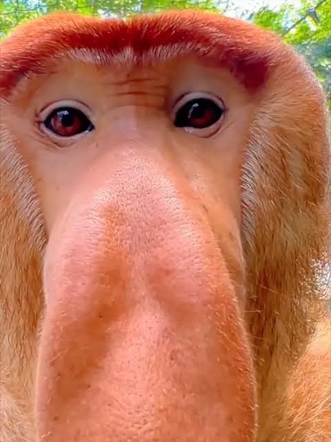 Vamos a la verga con los “embajadores” 😂