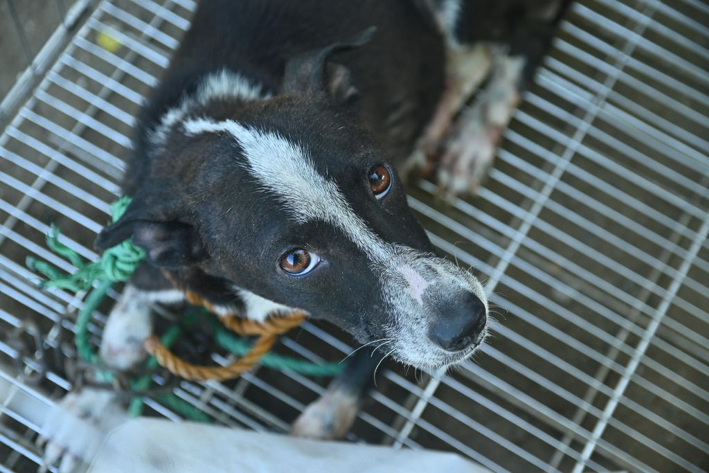awipngo's tweet photo. On 13 Jan 2026 in Pangasinan, Philippines, AWIP investigators worked with the Philippine National Police in an operation targeting the illegal dog meat trade.

A young dog was found inside a canvas sack. (cont) https://t.co/cLzd4UOI6T