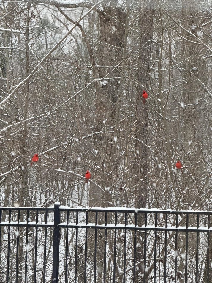 Thebestfigen's tweet image. 4 beautiful little red cardinals under the snow.