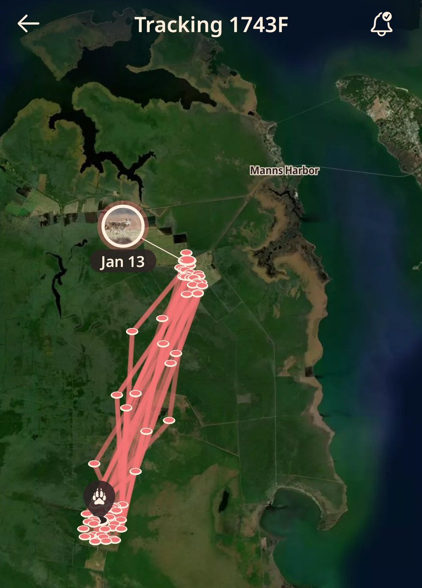 KaridasOnMane's tweet image. My random wolf from North Carolina looooves her routine