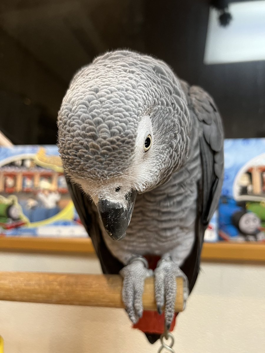 hrnee's tweet image. おはようございます。
#ほんじつのピルスくん 
#ヨウム #ヨウムのピルス