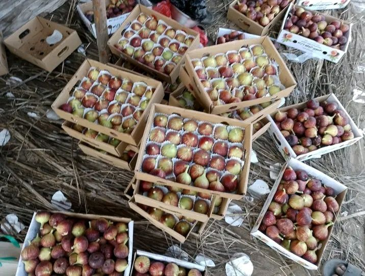 TahmiTabni's tweet photo. موسم حصاد التين العربي "البراون" في مديرية باجل بمحافظة الحديدة.. إنتاج وفير وحجم كبير، طعمه فاخر ونكهته رائعة، وغني بالألياف والمعادن، يساعد على تحسين الهضم ويدعم صحة القلب ويقوي المناعة.

#يد_تحمي_ويد_تبني https://t.co/AZ4i1MxFlQ