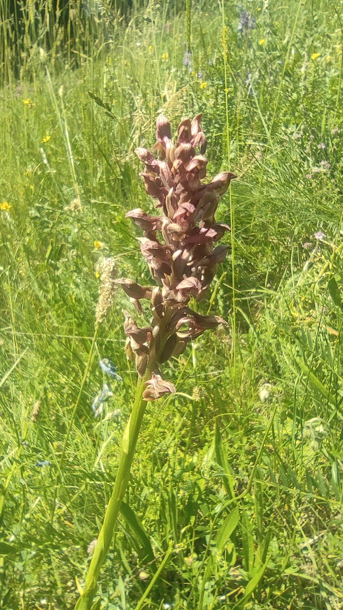 #Orchis coriophora
#Orchidaceae
#Bulgaria #Vitosha #mountain 
July 2025
Altitude: 1800 m
#wildflower #wildlife #ecology #environment #botany #biology #NaturePhotography #planttwitter #flowersonfriday #orchidea
