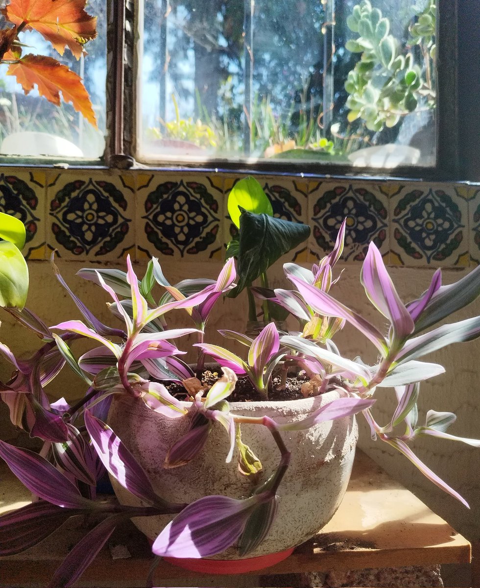 otsor's tweet image. Hoy me valió todo y me puse a darles amor a una parte de mis plantas 😍😍