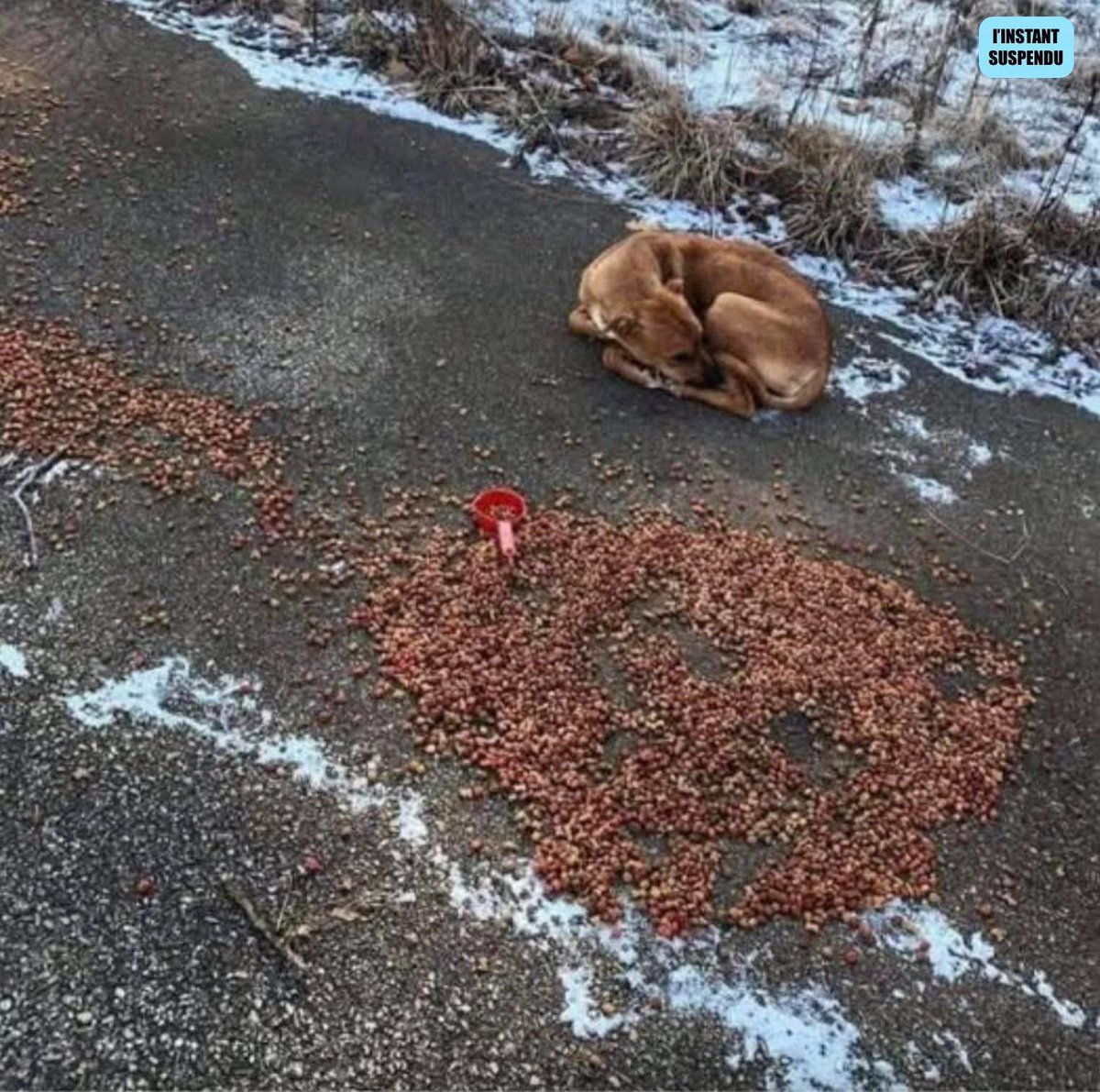 veritebeaute's tweet image. Pardonne-moi, maman… 🐾😢

Je suis resté exactement là où tu m’as laissé, pendant deux longs jours. Allongé près de la route, sans bouger. Le bruit des voitures me faisait très peur, mais je continuais d’attendre, convaincu que tu allais revenir.

Hier soir, une voiture s’est…