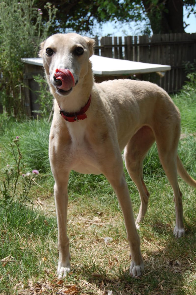 MiradaDeGalgo's tweet image. Bibi lleva meses esperando por una familia! Se lleva con perros y con gatos! Tiene una pata chuequita porque el galguero la llevaba a cazar...
#adopta